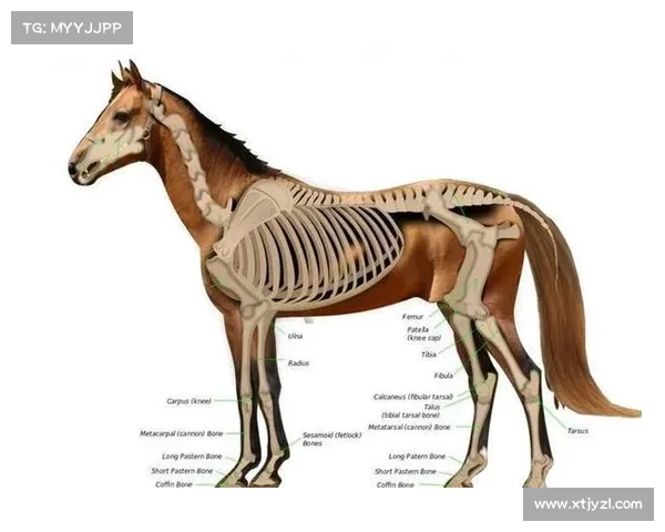 马的脚趾与其他动物结构的五大独特差异解析